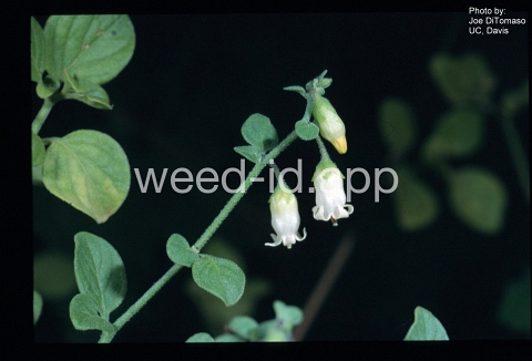 lily-of-the-valley vine